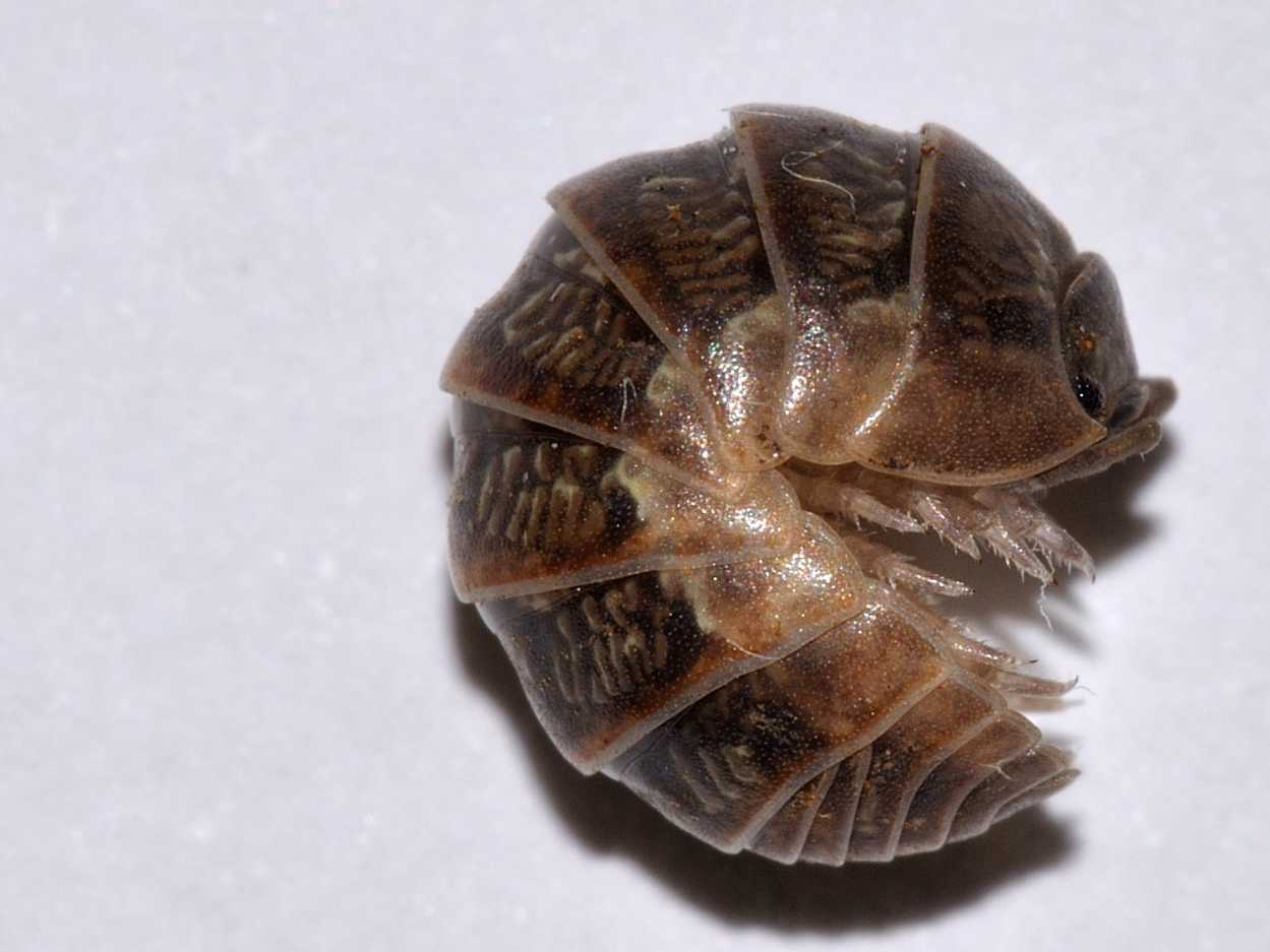 Armadillidiidae - Armadillidium vulgare